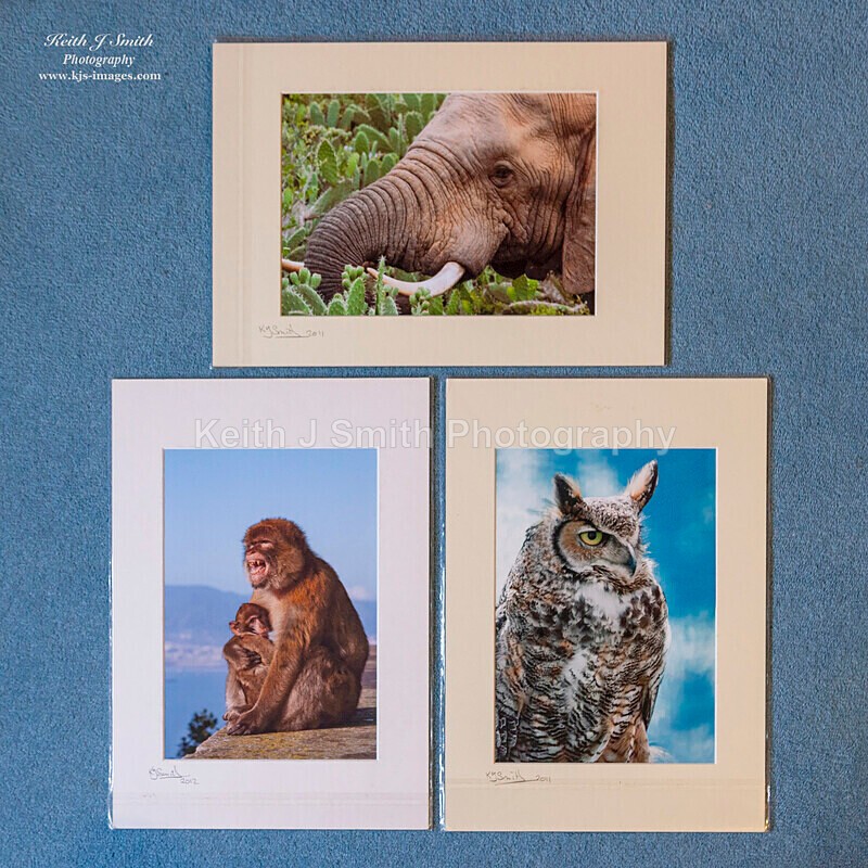 0SKJ9329 - Mounted prints for sale.