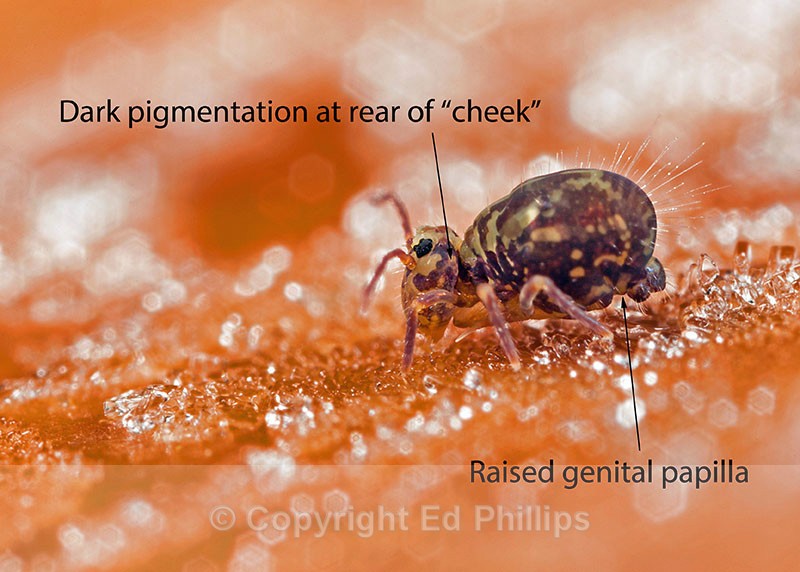 Dicyrtomina saundersi (m) - Dicyrtomina saundersi