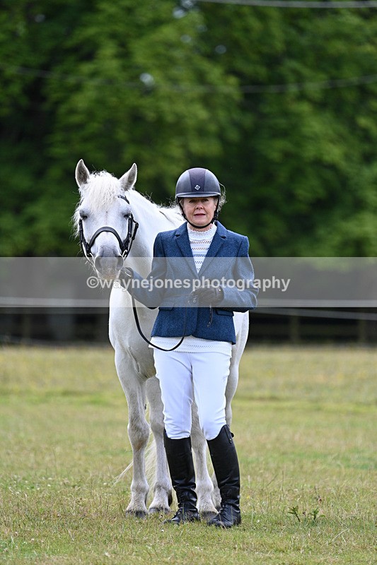 WJ7_7074 - Class 5a Most Handsome Gelding in Hand