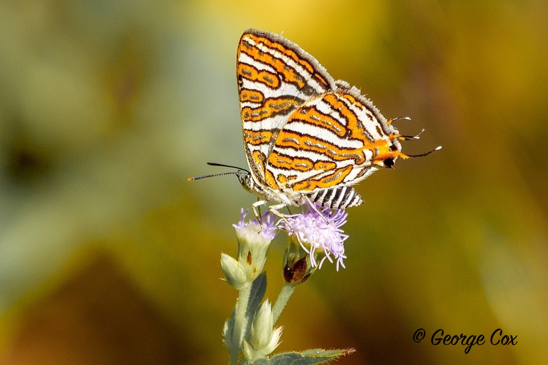 Common Silverline - Sri Lanka