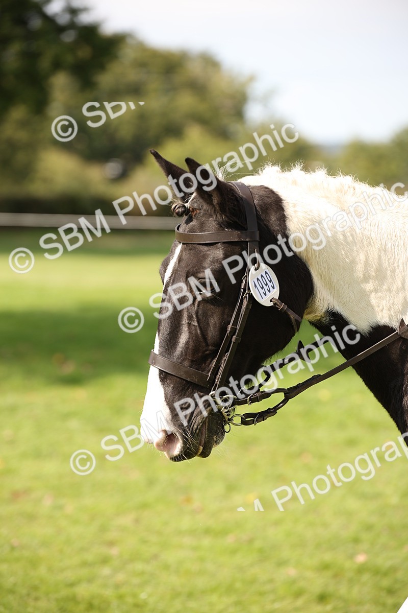 SBM_70125 - S65 - Piebald & Skewbald Horse Ridden