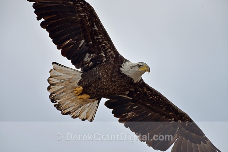 Mature Bald Eagle in Flight - Birds of Atlantic Canada