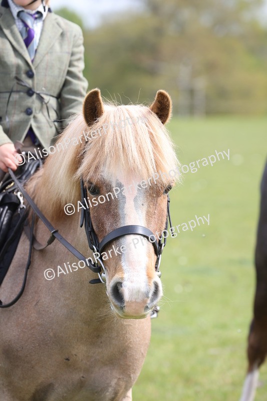 20260426-3016 - Class 33 - Best Pony 14.2hh and Under