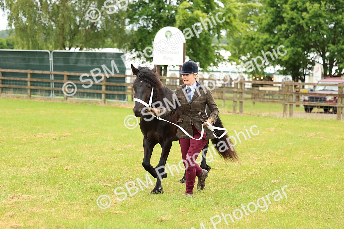 SBM_00403 - Class 58-67 - M&M Non Welsh Pony In hand