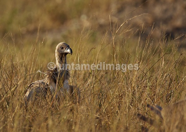 White-backed Vulture - Botswana