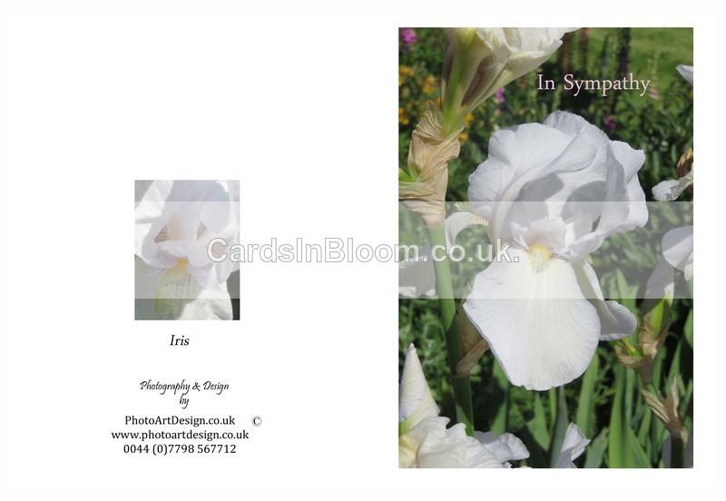 501 White Iris - in Sympathy - Sympathy
