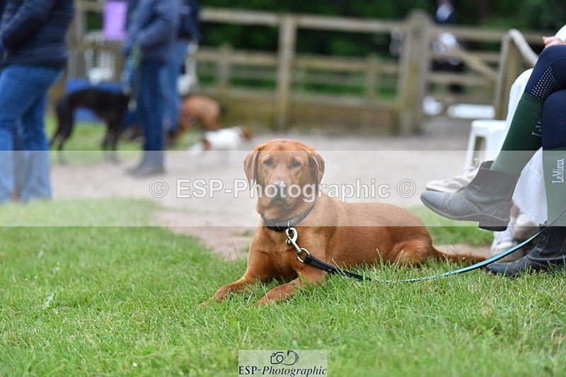 240523-194016-06612 - Candid and Saturday Hobby Horse