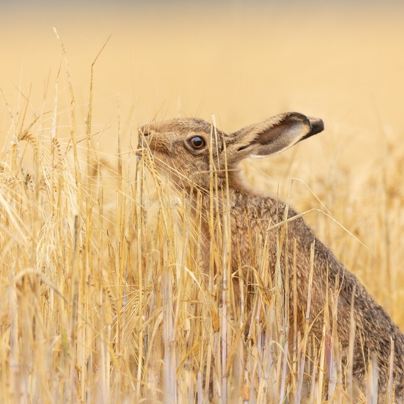 New Barley Hare SD251 - Greeting Cards