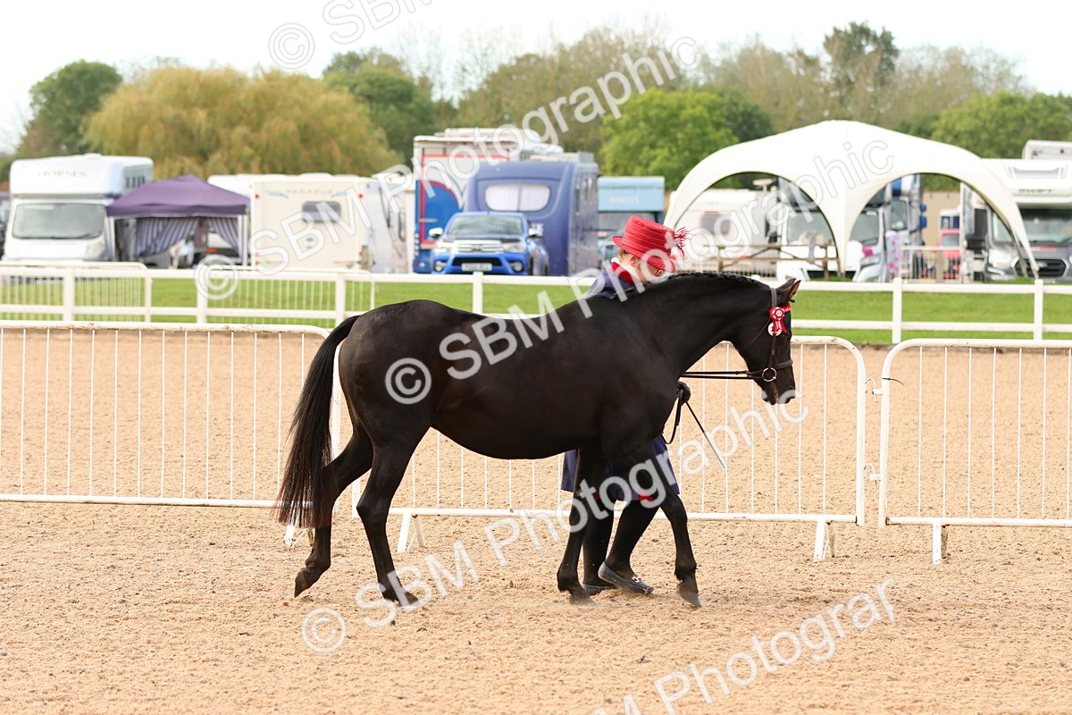 SBM_16579 - Class 702 - IH Show Horse - Pony