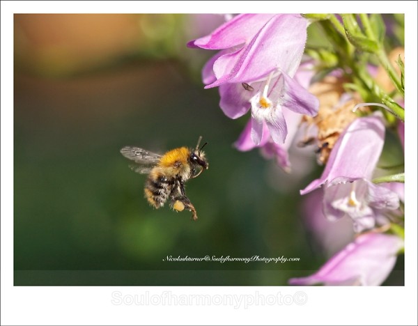  - Invertebrate's Macro