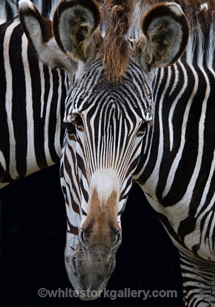 Two In One Zebra - Wildlife and Animals