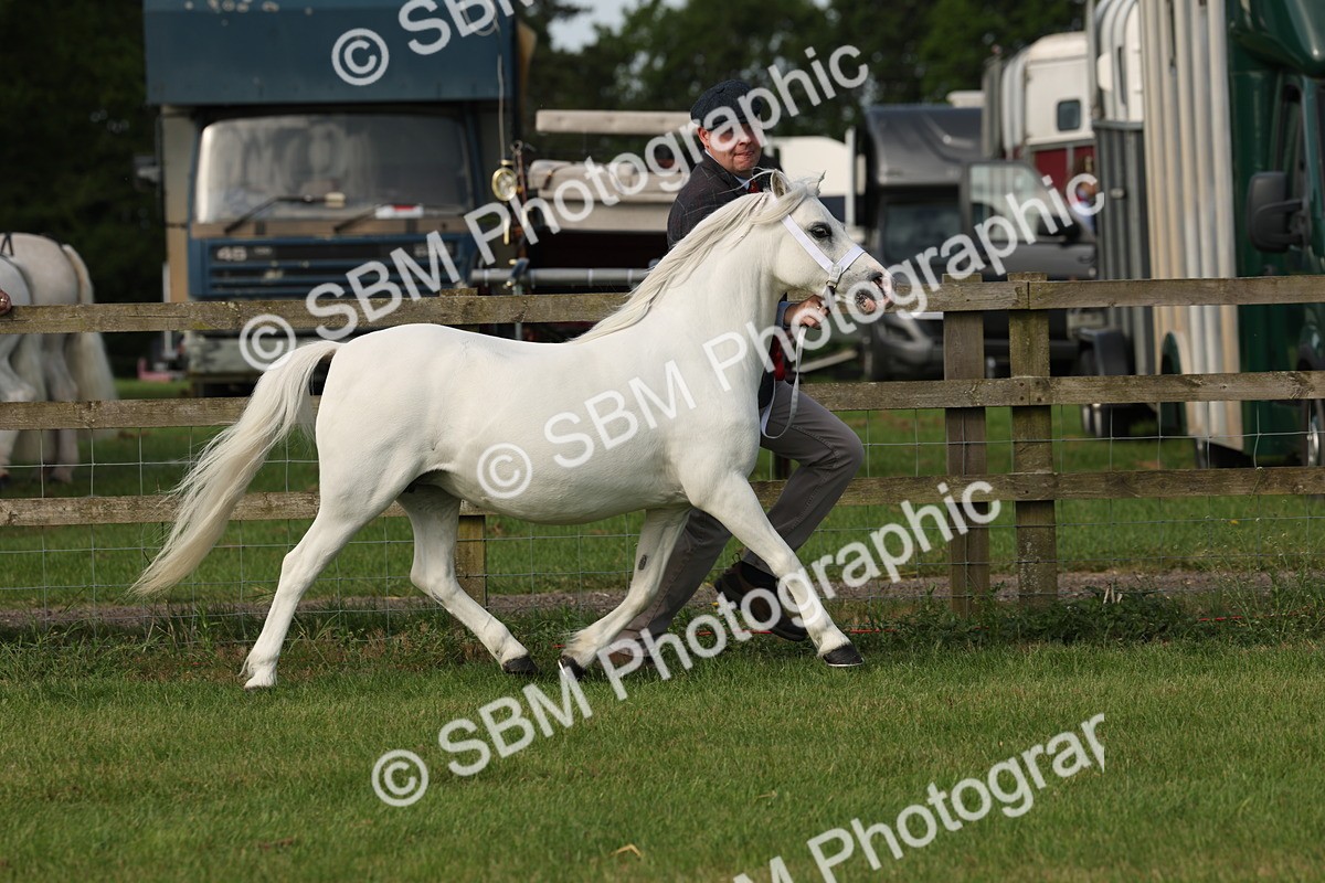 SBM_00601 - Class 6-13 - Mountatin and Moorland In Hand Welsh Breeds