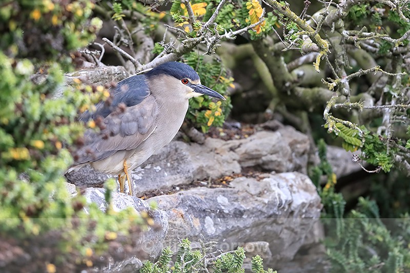 Black-crowned Night-Heron, Carcass Island, Falklands - Black-crowned Night-Heron