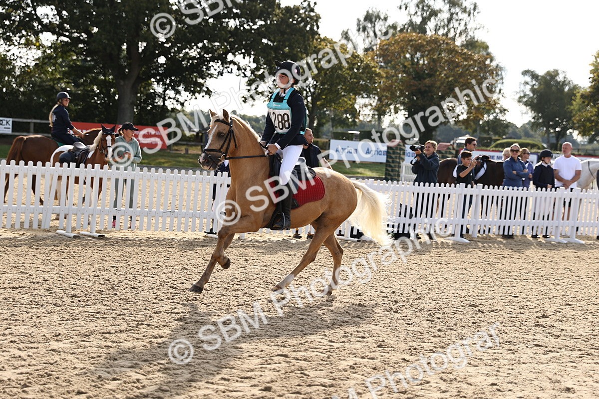 SBM_59806 - J11 - Junior Pony 50cm Championship