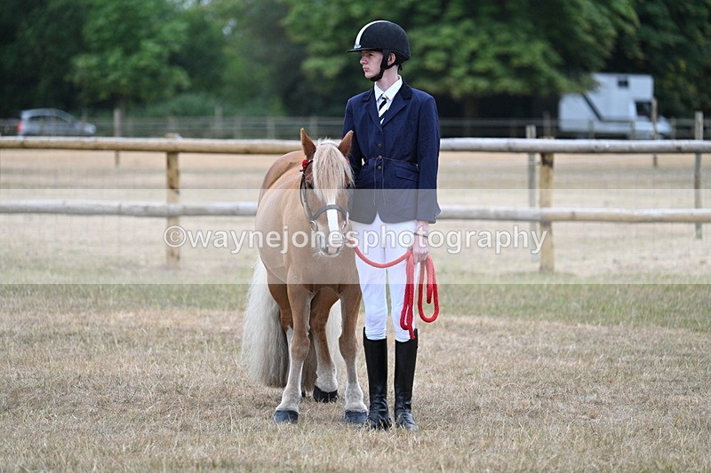 WJ7_9606 - Class 5 Most Handsome Gelding (up to 14.2hh)