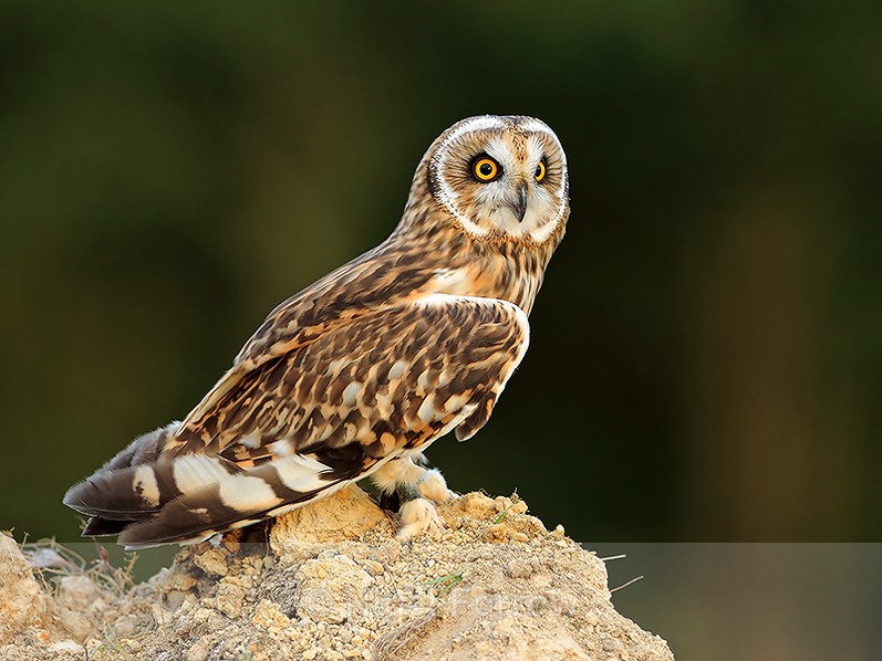 Short-eared Owl perched on a mound of earth - Short-eared Owl