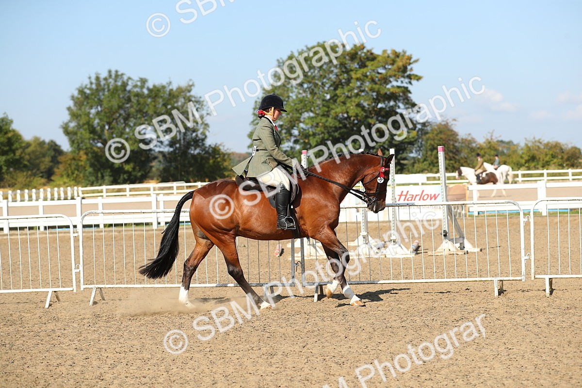 SBM_02235 - Class 43 Ridden Competition Horse/Pony