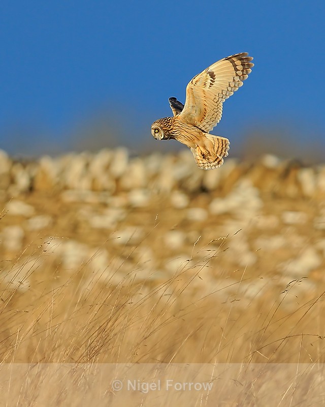 Short-eared Owl hovering, Hawling, Gloucestershire - Short-eared Owl