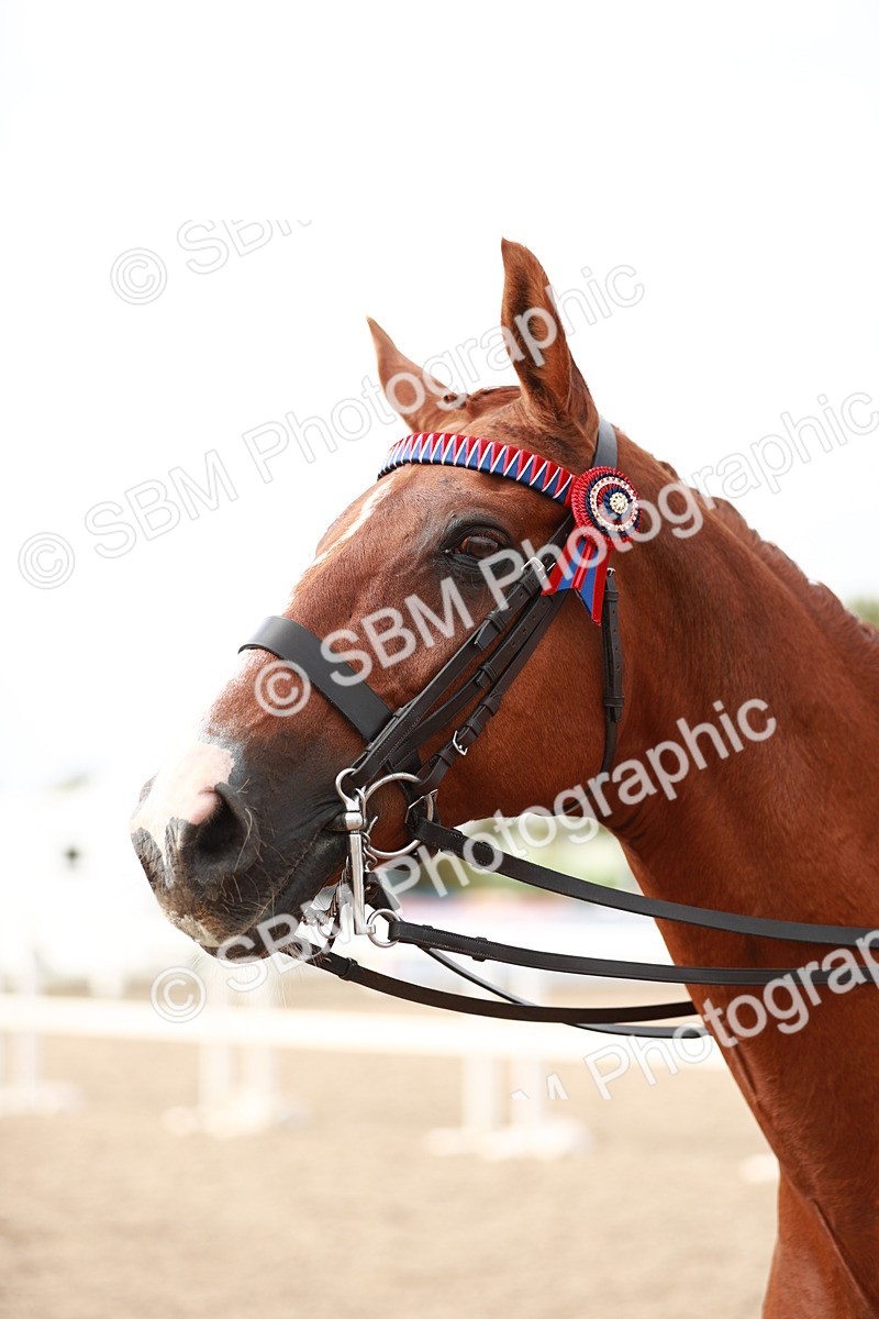 SBM_17556 - Class 215 Ridden Hack/ Riding Horse