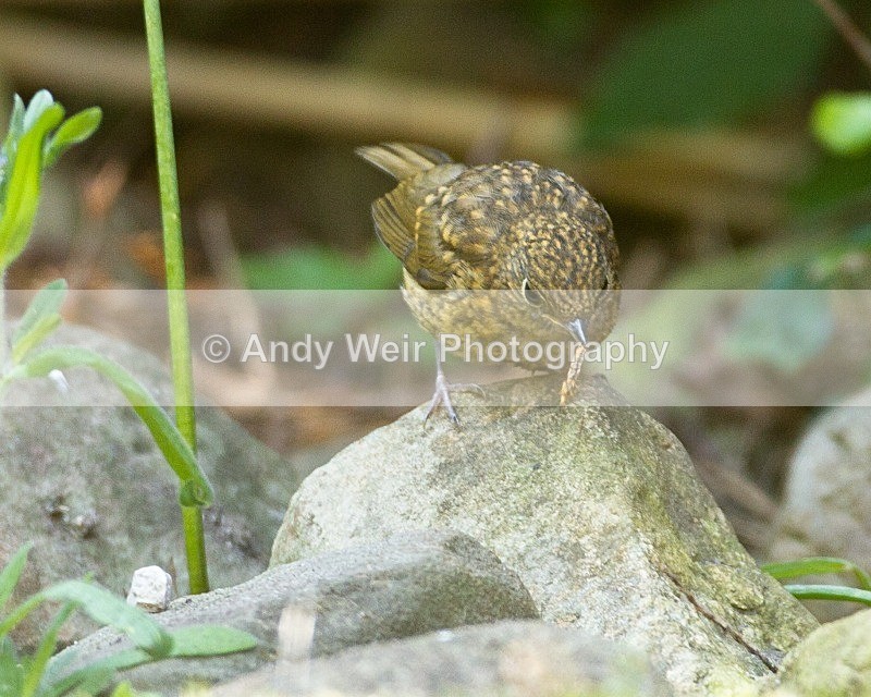 20110703-_MG_6228 - Robin