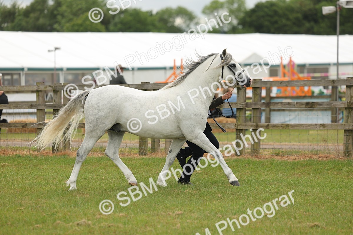 SBM_02282 - Class 50-57 - M&M Welsh Pony In Hand