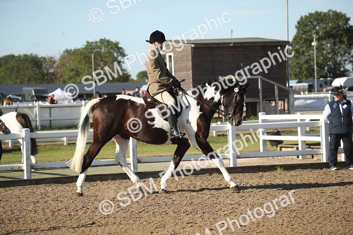 SBM_11279 - Class 501 -Riding Club Pony
