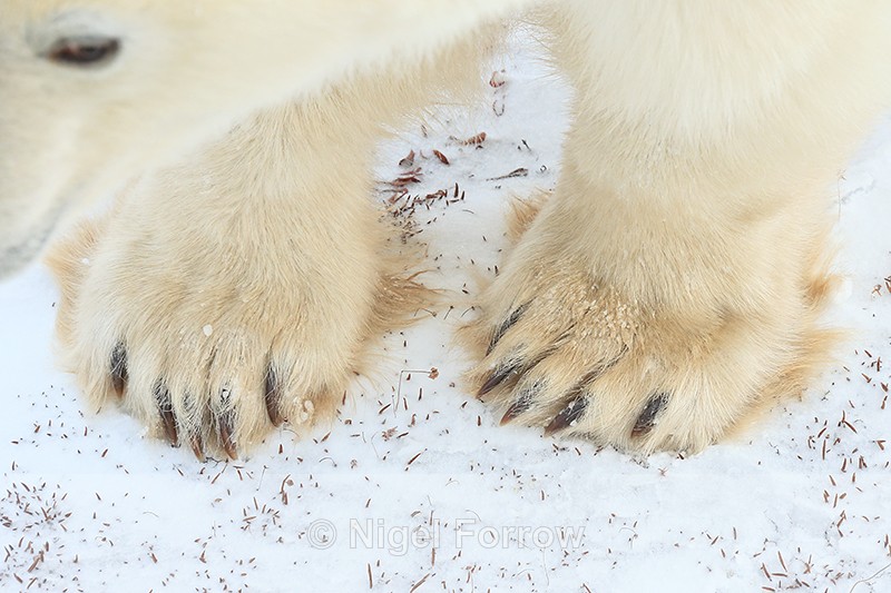 Polar Bear front paws close-up, Churchill, Canada - Polar Bear