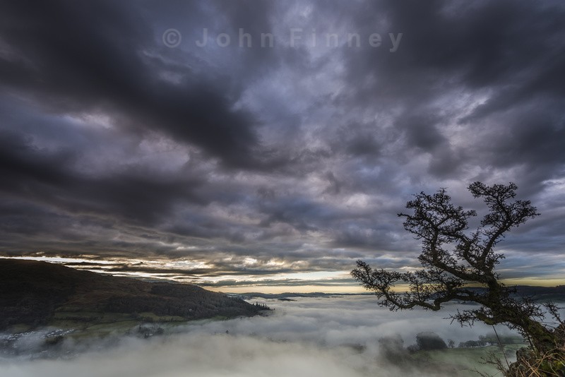Crooked Tree dawn - Lake District & Cumbria