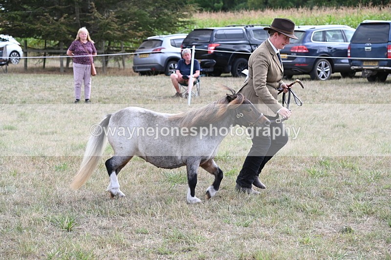 WJ6_6981 - Class 21 Shetland & Mini Horses