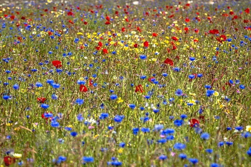 Wild Flowers - Land of Man