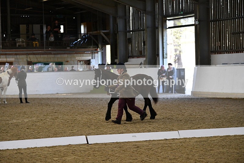 WJ5_3804 - Class 5 In Hand Veterans