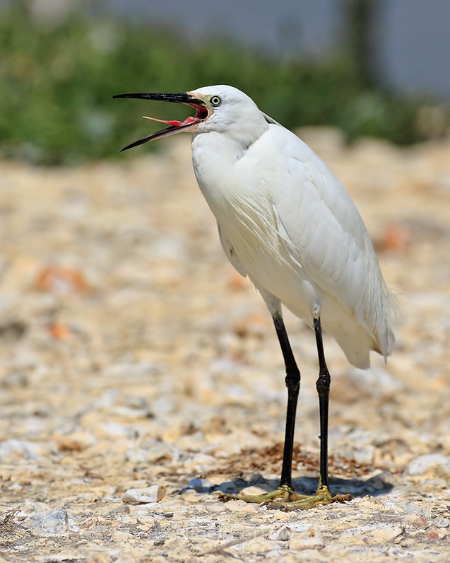 Little Egret with open bill showing serrated tongue on Brownsea Island - Little Egret