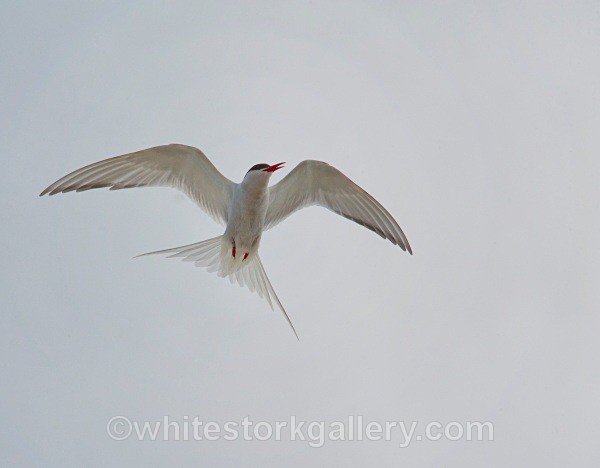 Tern in Flight - Scottish Highlands