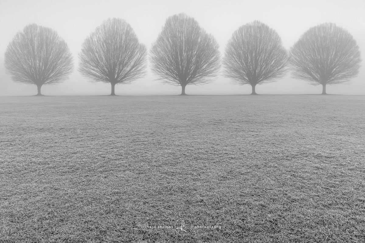 Fastigiata Five - Fastigiata