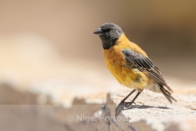 Black-hooded Sierra-Finch, side view, El Tatio, Chile - Black-hooded Sierra-Finch