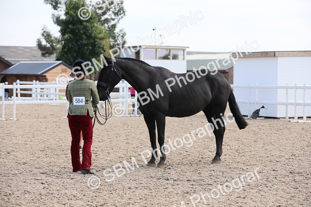 SBM_15812 - Class 312 IH Competition Horse/Pony