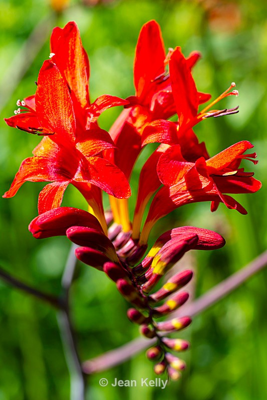 Montbretia - DSC_7629 - Orange
