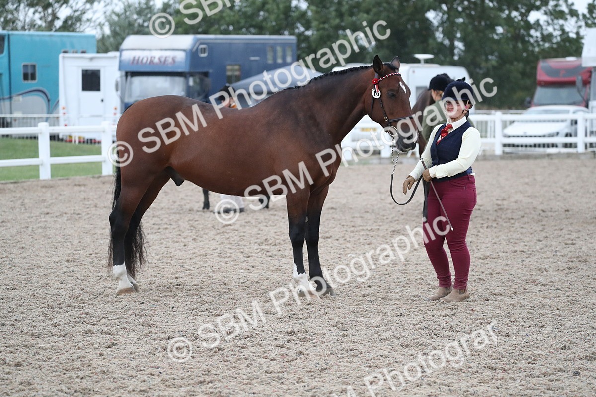 SBM_18385 - Class 318 IH Part bred Horse/Pony