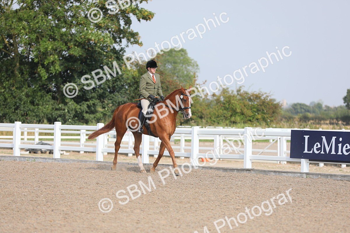 SBM_11332 - Class 305 Ridden Foreign Breeds- Pure Bred