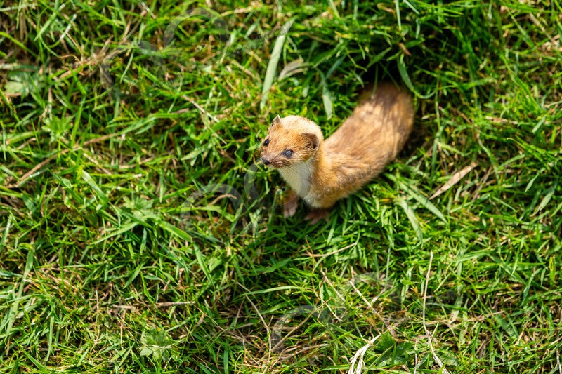 stoat Mustela erminea-1102 - UK Wildlife