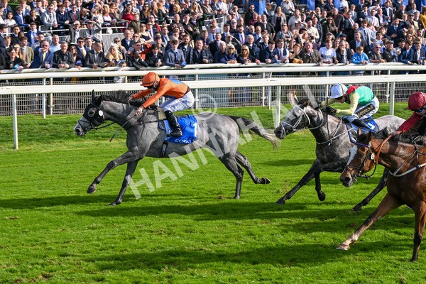 111025-Race 2-Grey Cuban-8332 - Race 2 Coral 'Pipped At The Post' Handicap at York