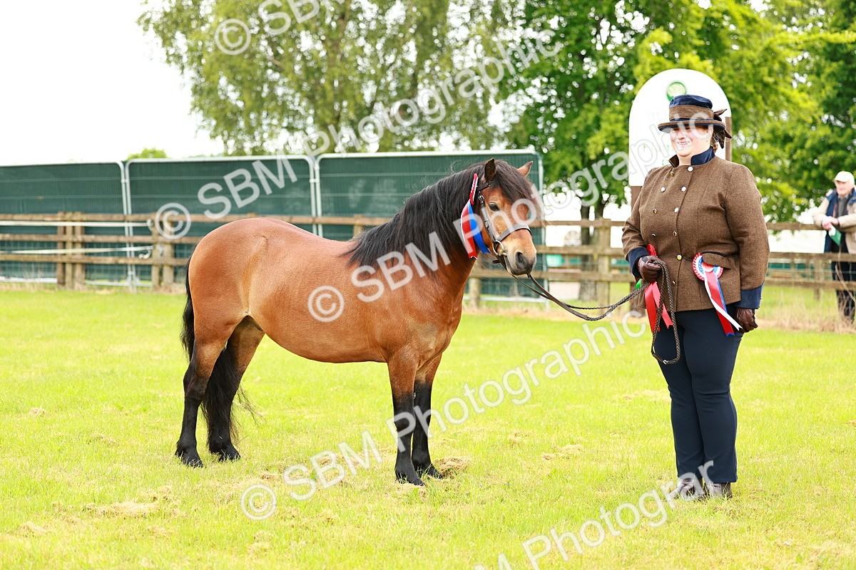 SBM_00299 - Class 58-67 - M&M Non Welsh Pony In hand