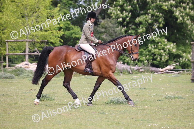 20260426-4462 - Class 34 - Best Riding Horse Over 14.2hh