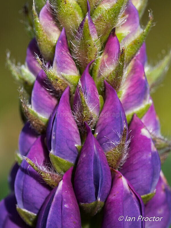 Purple Flowering Lupin - Nature