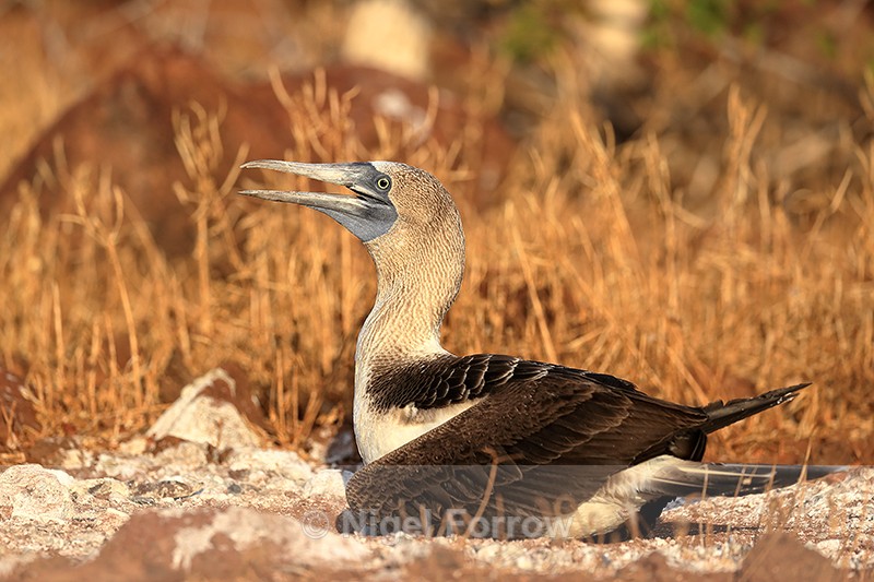 Blue-footed Booby on nest, North Seymour, Galapagos - Blue-footed Booby