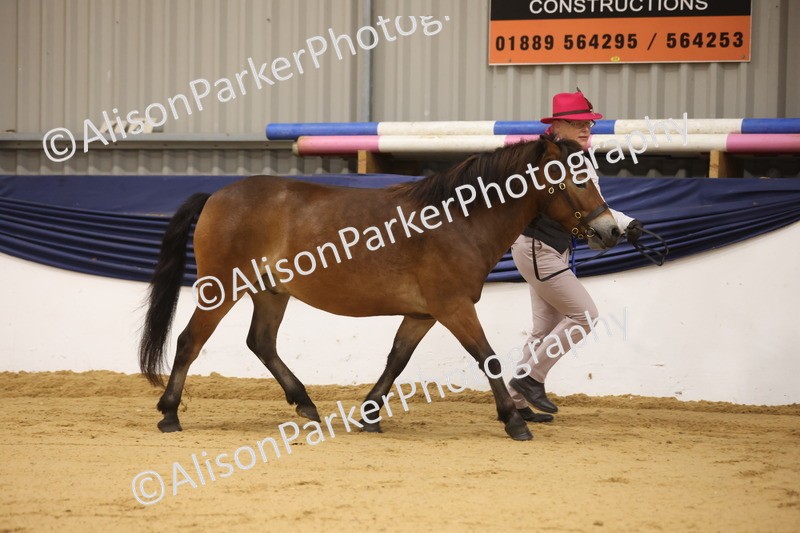 20260913-1082 - Class 109 - Bred On Exmoor In Hand
