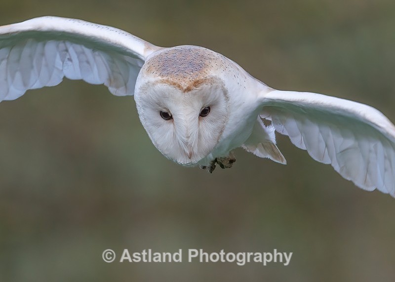 Barn Owl - Latest Images
