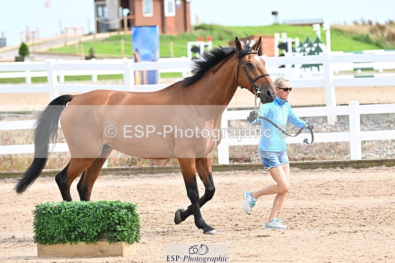 240717A-163724-03453 - Trot Up 4pm to 5pm