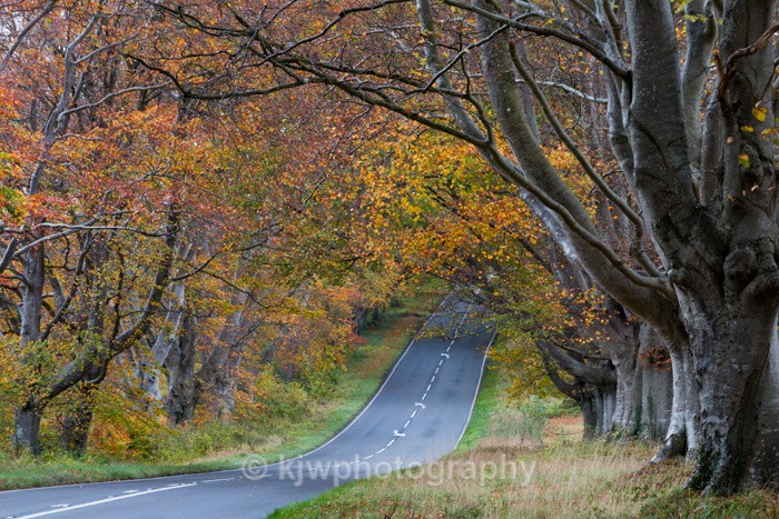 Beech Tree Avenue - Gallery 4