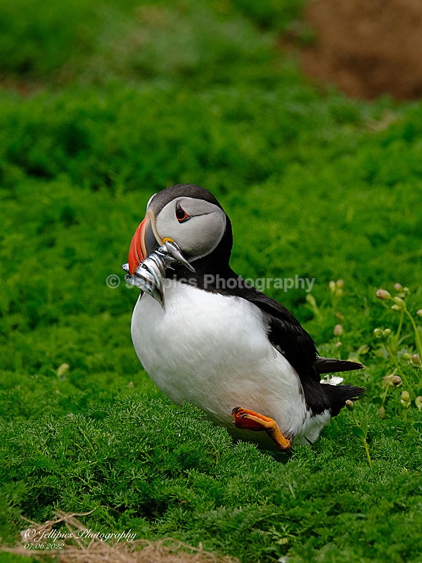  - Wildlife and Nature